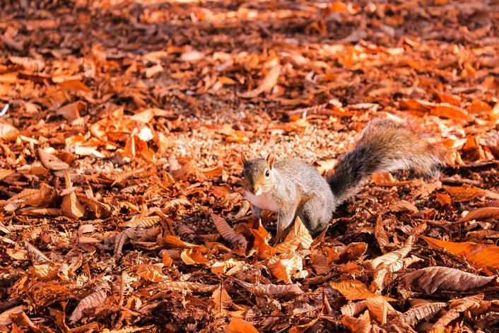 squirrel in leaves during autumn