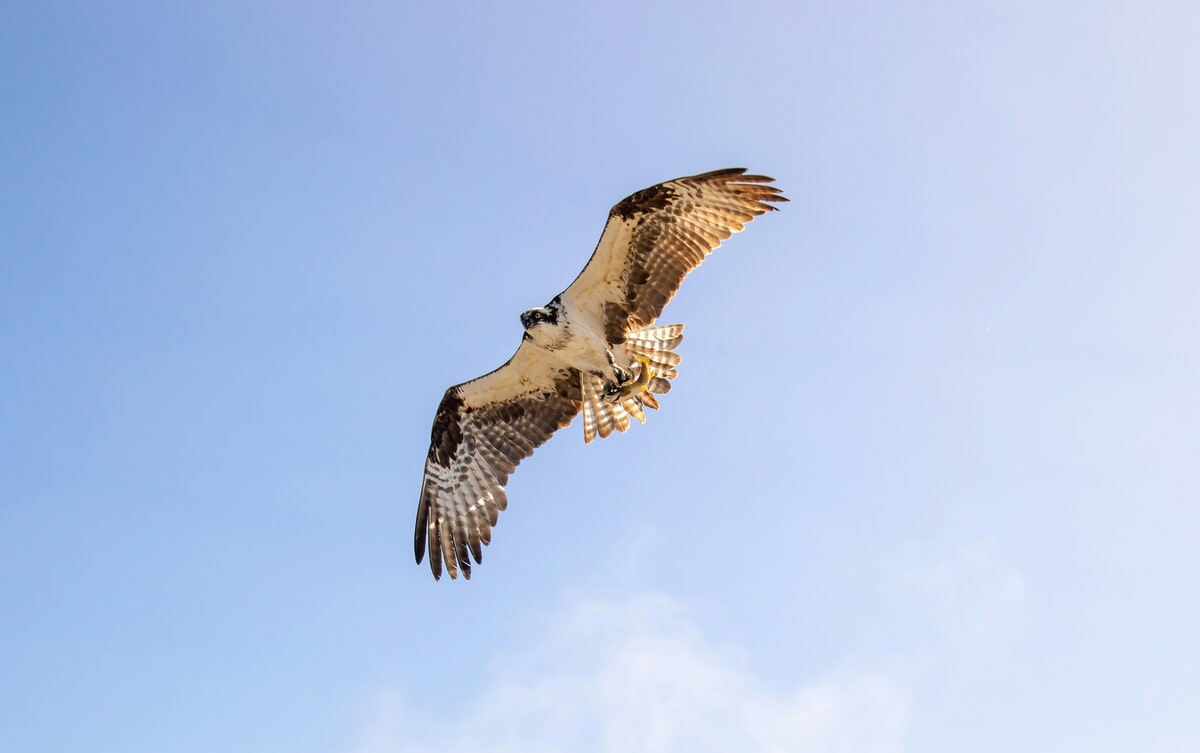 Protect Your Pets From Birds of Prey