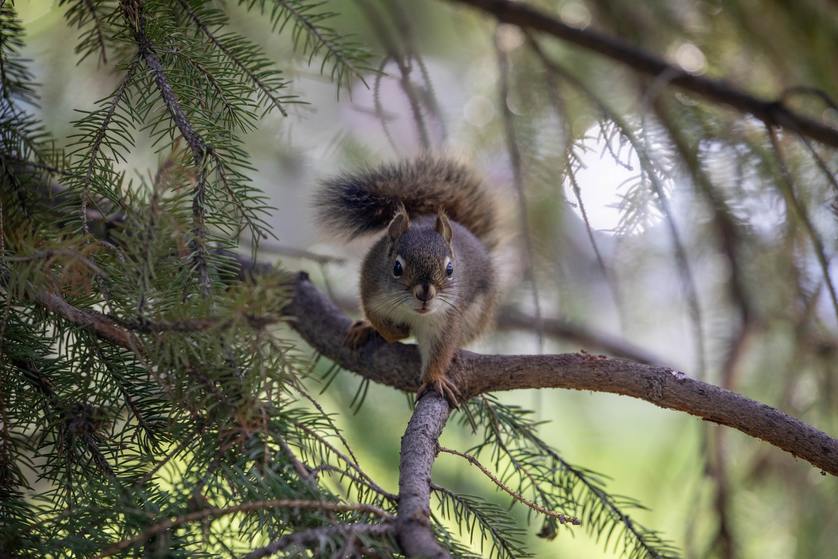 squirrel prevented from access power lines due to critter guard