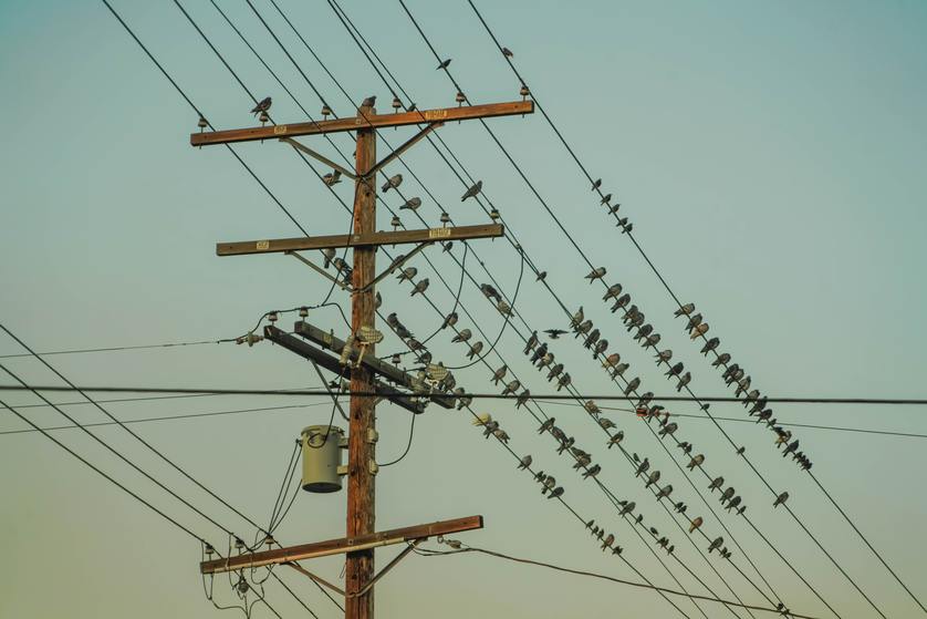 Protect Your Power Lines from Flocking Behavior