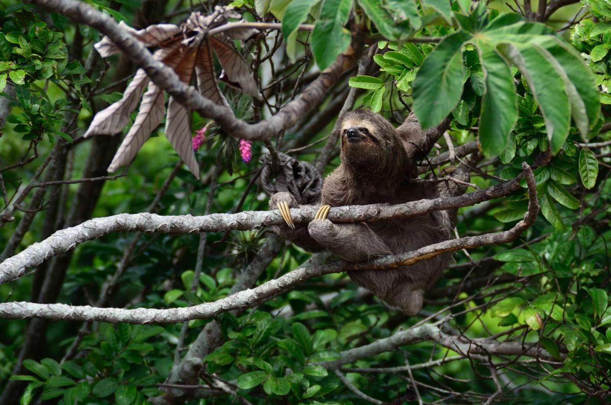 Protecting an Endangered Species: The Pygmy Three-Toed Sloth