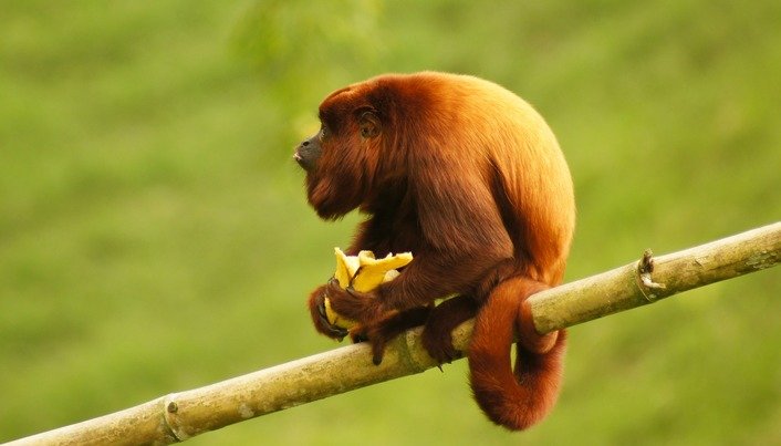 monkey sitting on branch