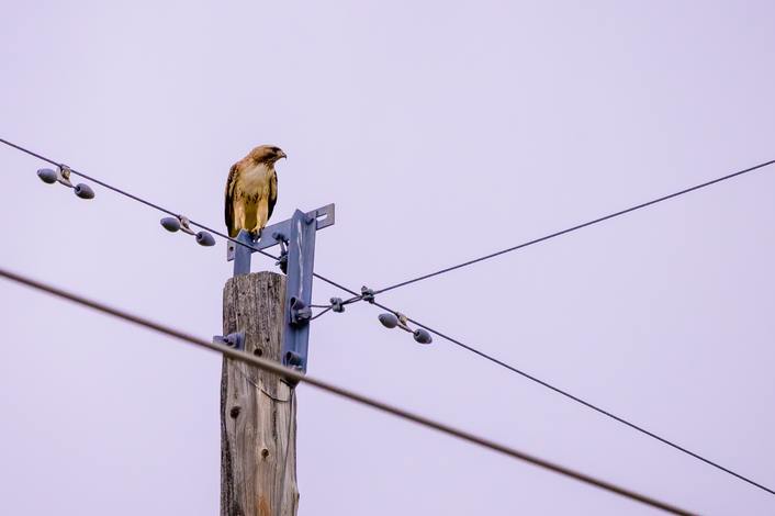 raptor on utility pole