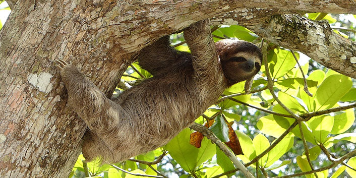 sloth hanging from tree