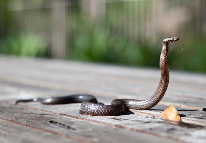 snake slithering across deck