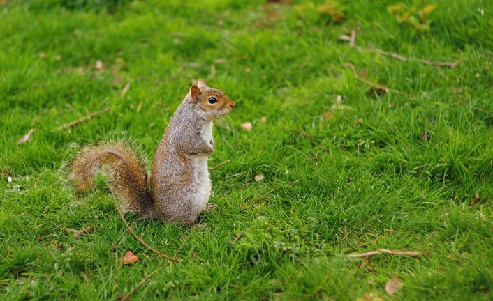 squirrel prevented from climbing on utility poles and power lines