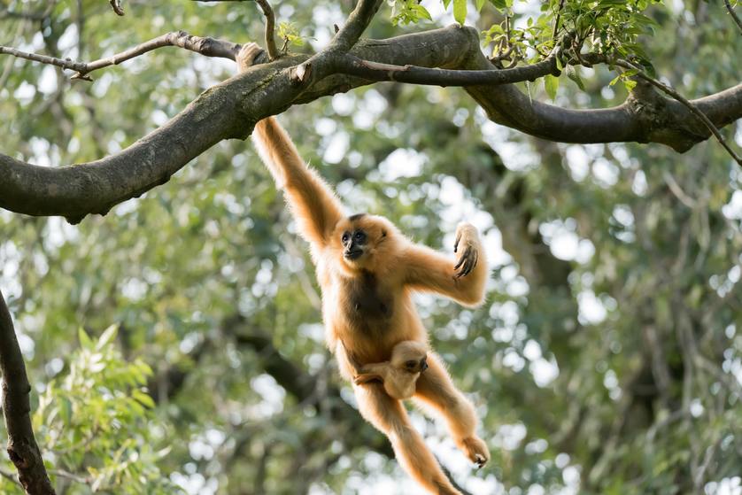 Protecting the Endangered Gibbon Species with Critter Guard