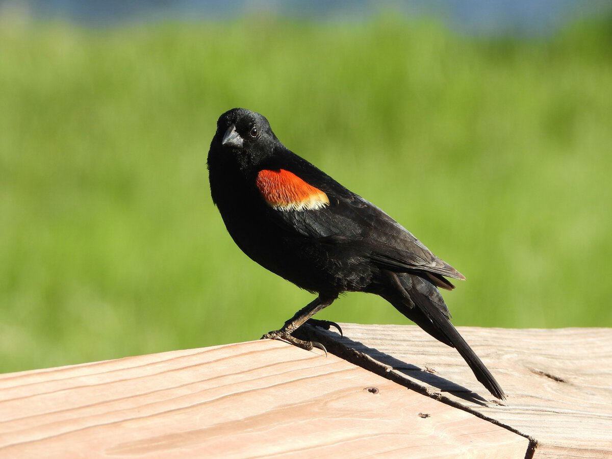 red-winged blackbird on porch ledge