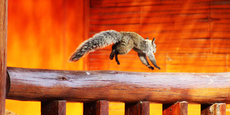 squirrel jumping on handrail