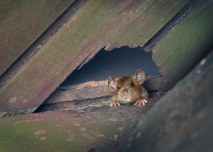 roof rat in attic after chewing through roof