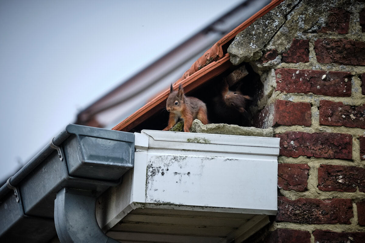 squirrel crawling out of attic