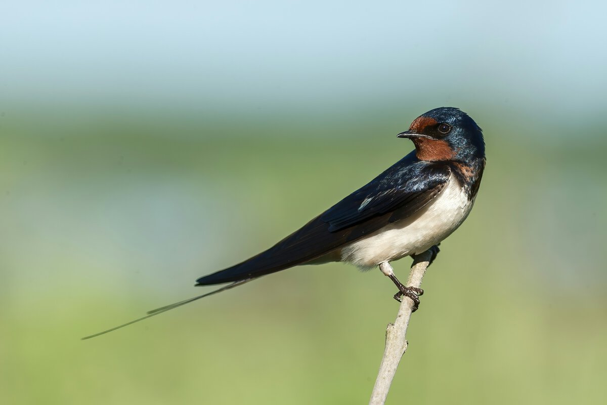 swallow on tree branch