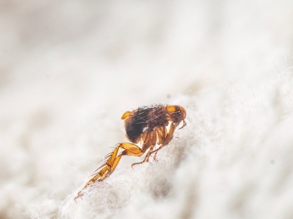 flea on carpet in home