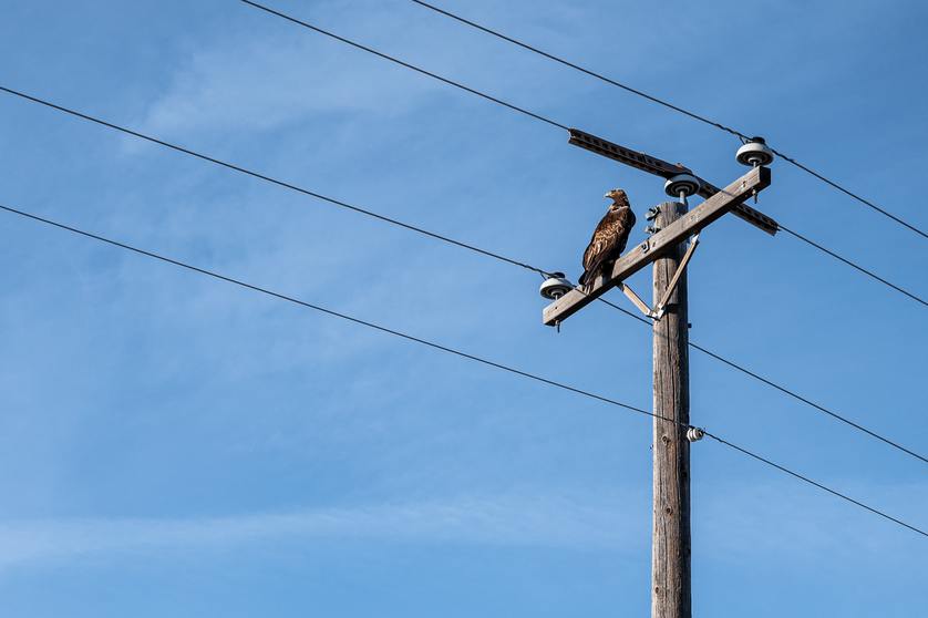 The Impact of Birds of Prey on Power