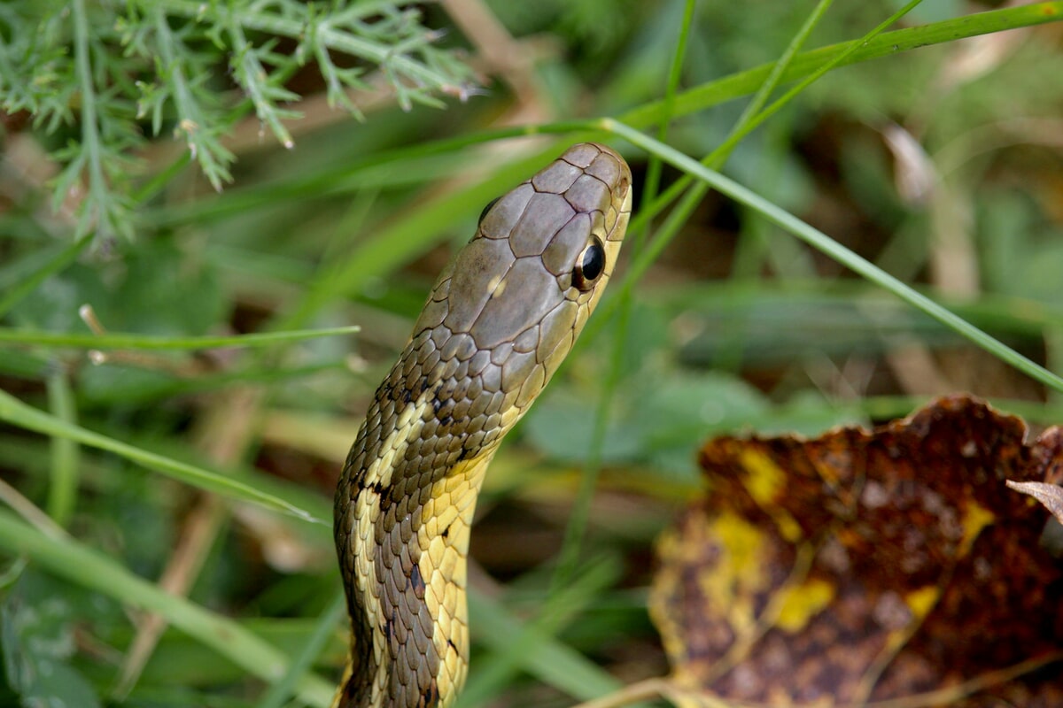The Most Common Snakes Found Around Homes