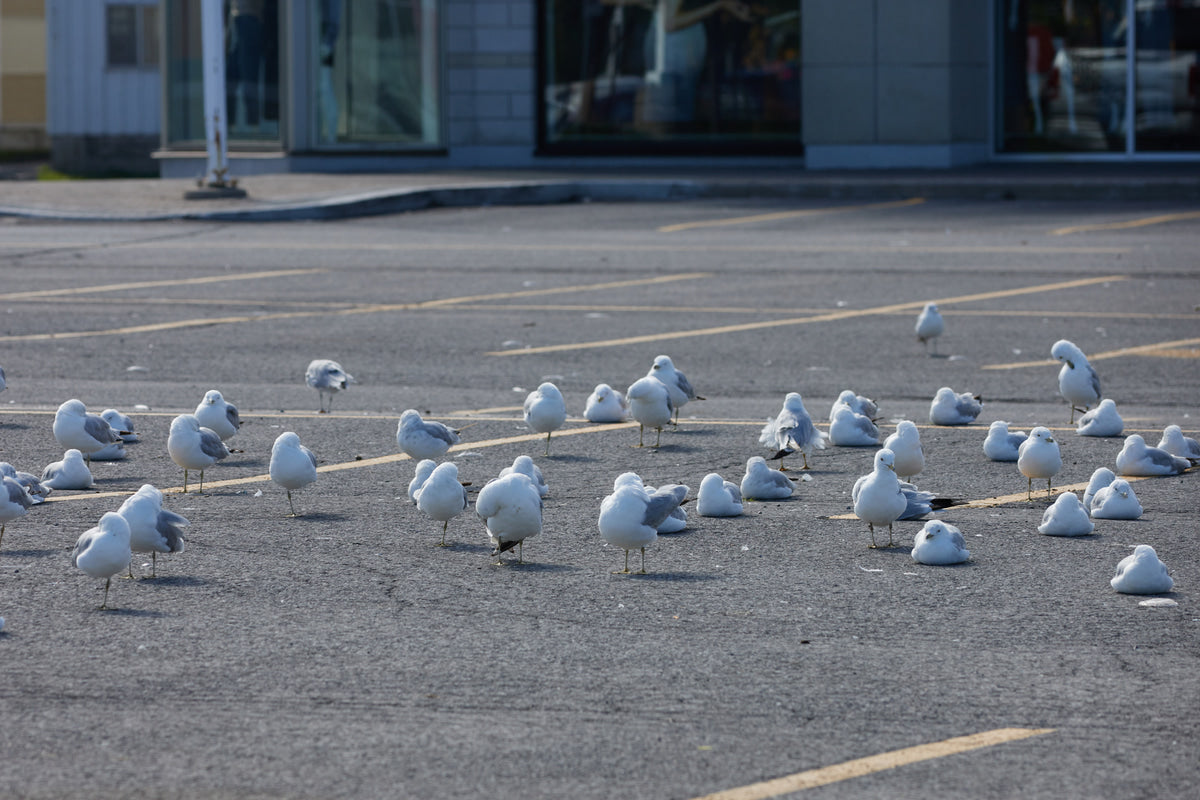 The Problem with Birds in Parking Lots