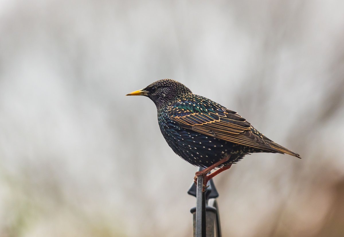 european starling on fence