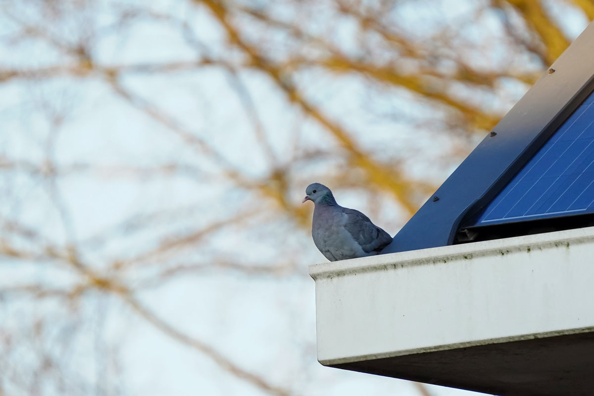 The Surprising Tech Wildlife Interacts With During the Winter Months
