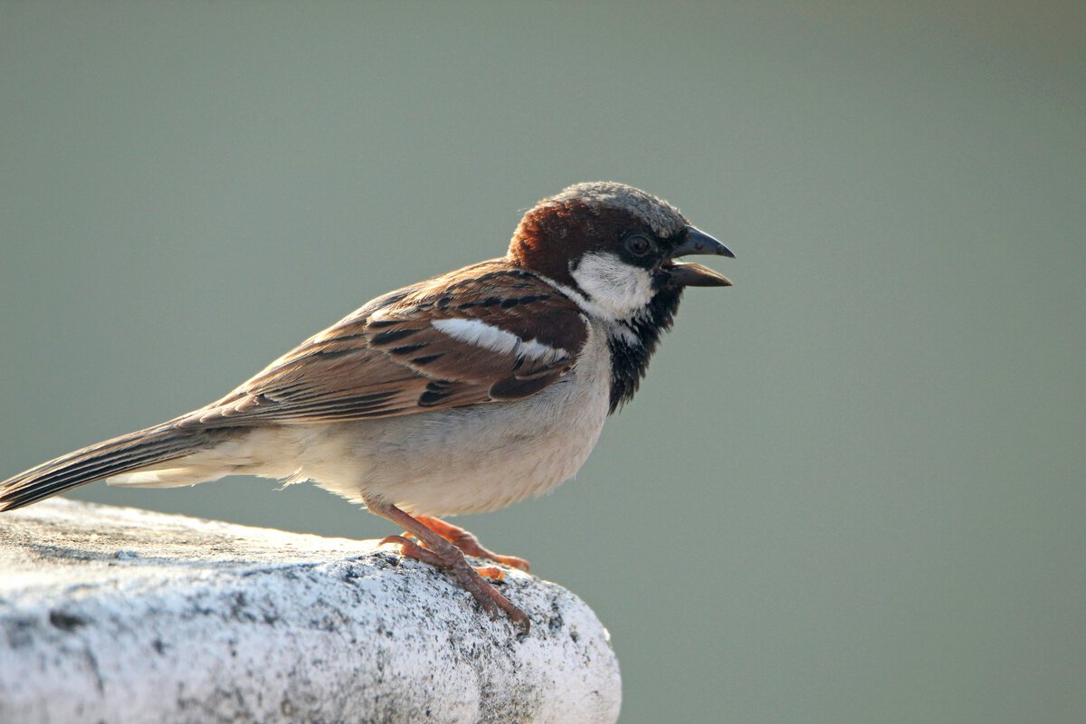 sparrow perching on rock