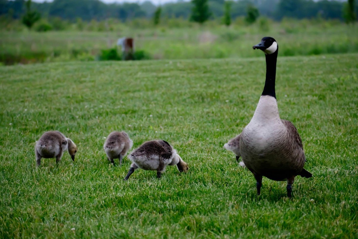 Tips to Keep Migratory Birds Away from Your Property