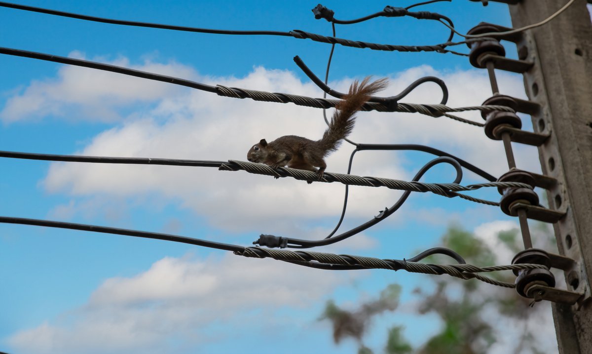 Top 4 Critters That Caused Power Outages in 2022