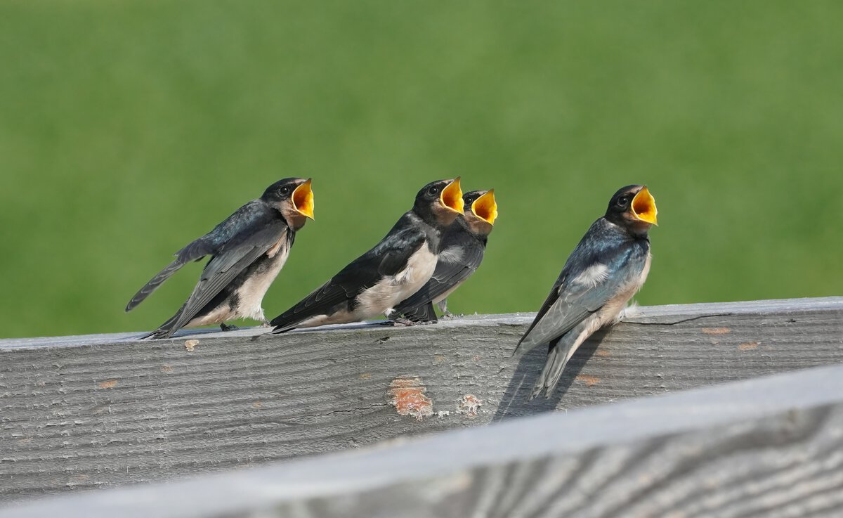 swallows on fence outside of home