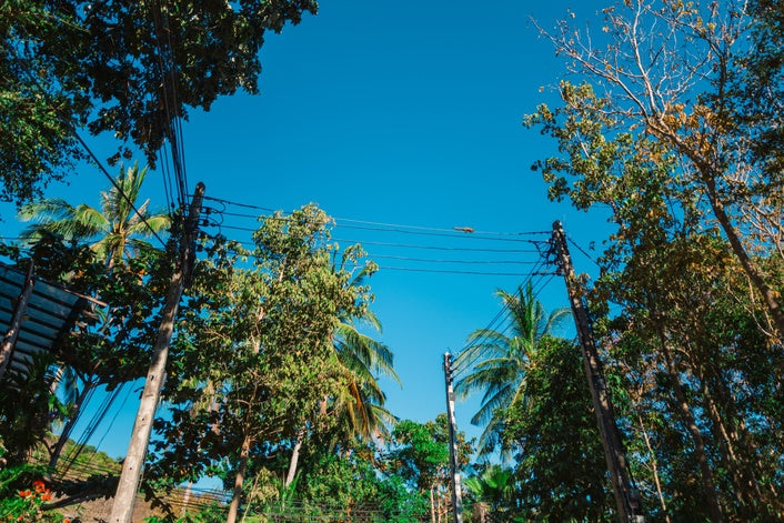 squirrel running across power lines