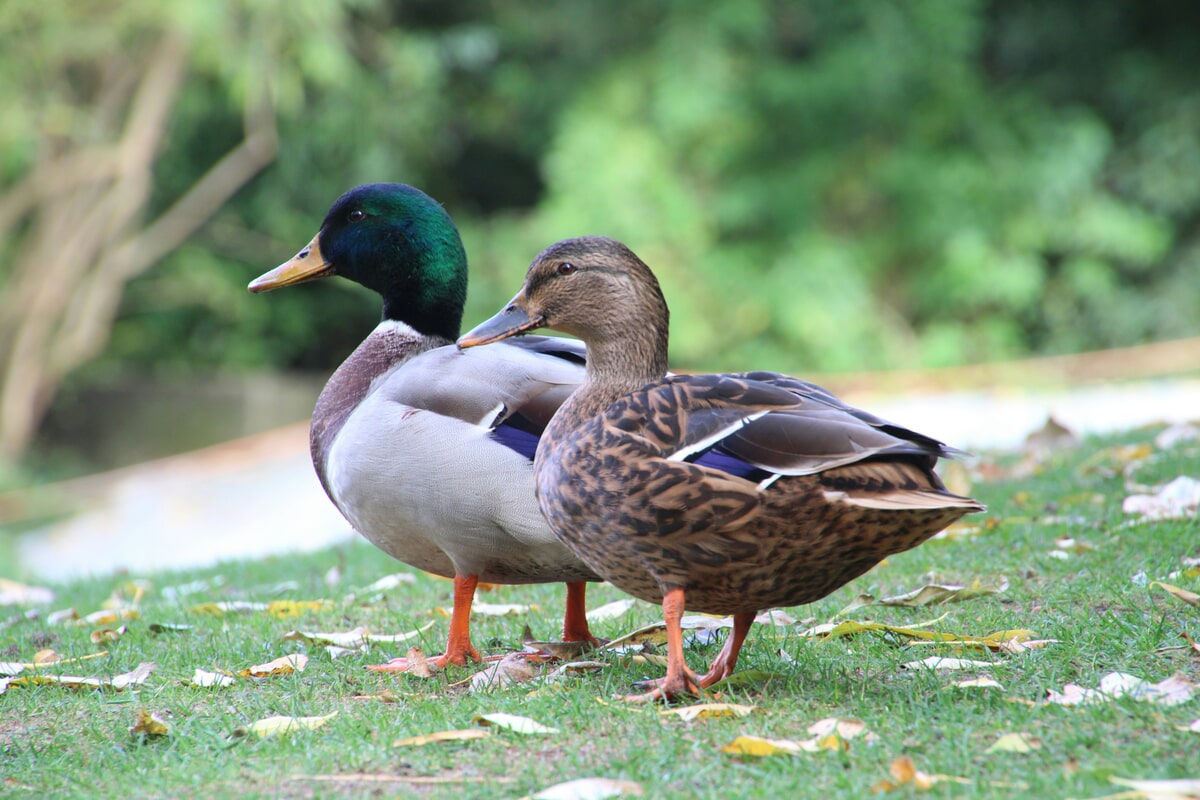 Types of Birds That Spread Bird Flu