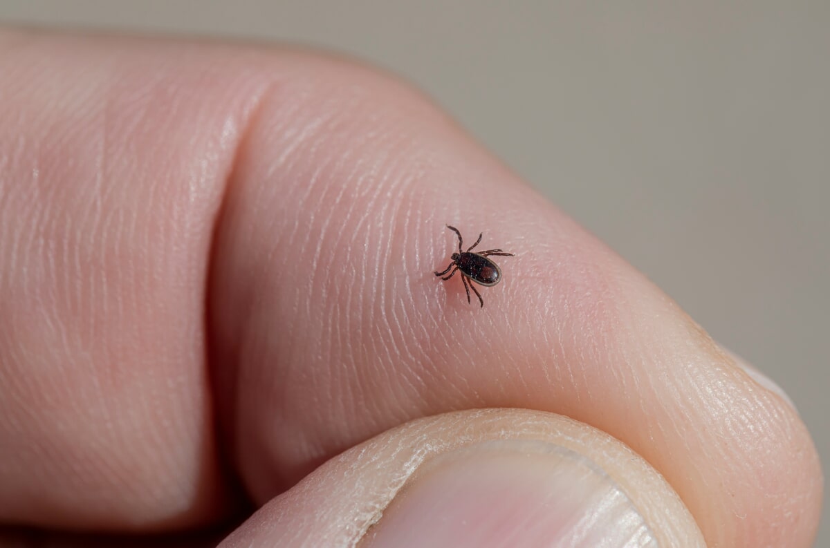 Unwanted Hitchhikers: How Wildlife Can Bring Ticks Into Your Home