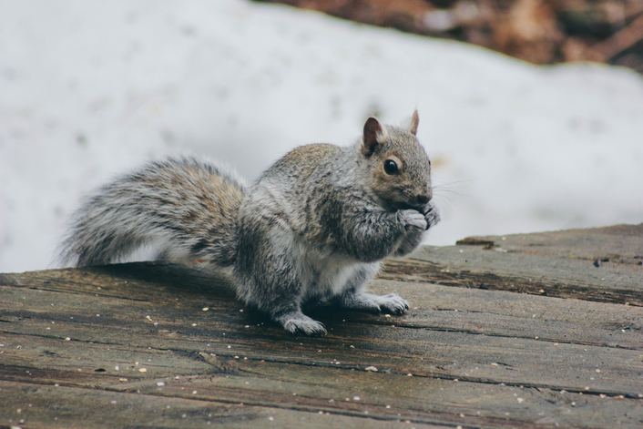 squirrel outside unable to get into house