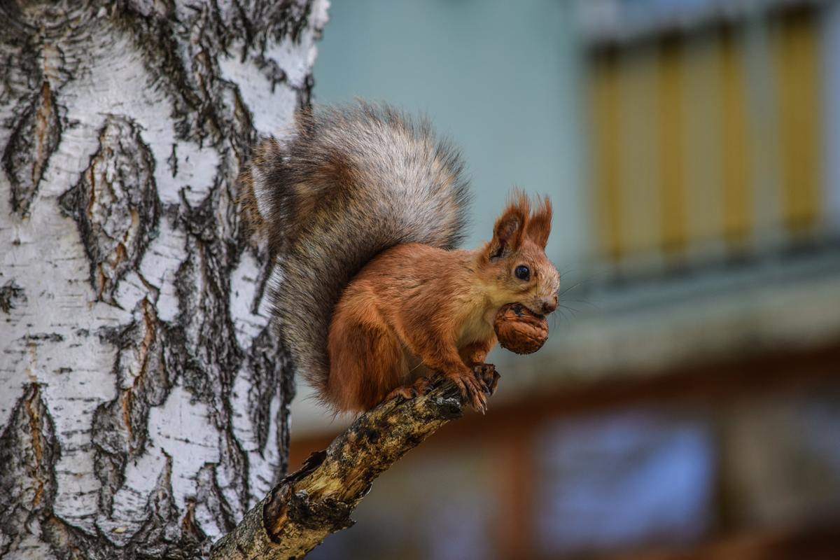 red squirrel on tree branch