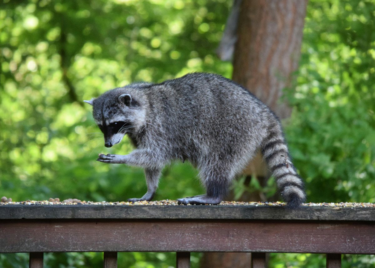 raccoon on deck railing