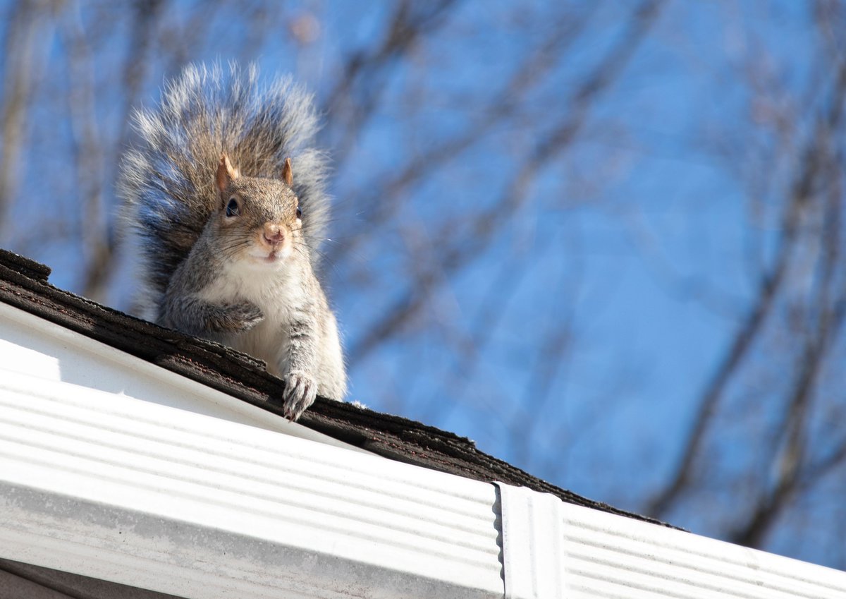 squirrel on roof