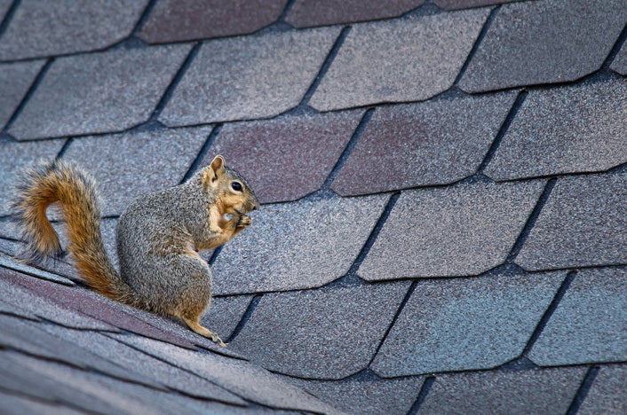 squirrel sitting on house roof