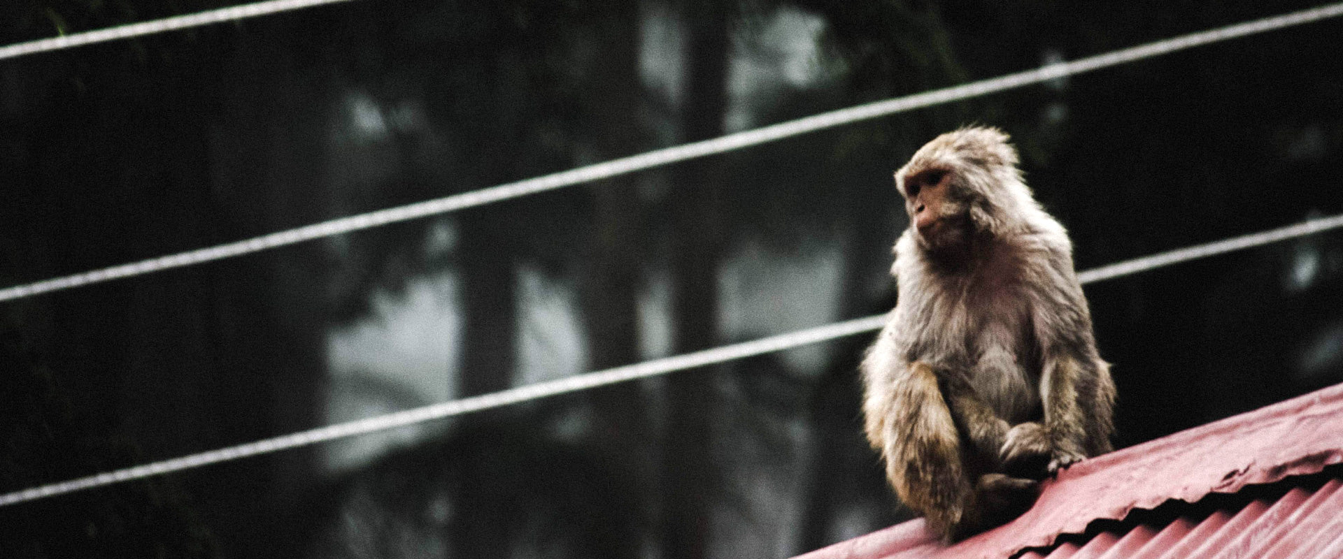 monkey sitting on roof near overhead power lines