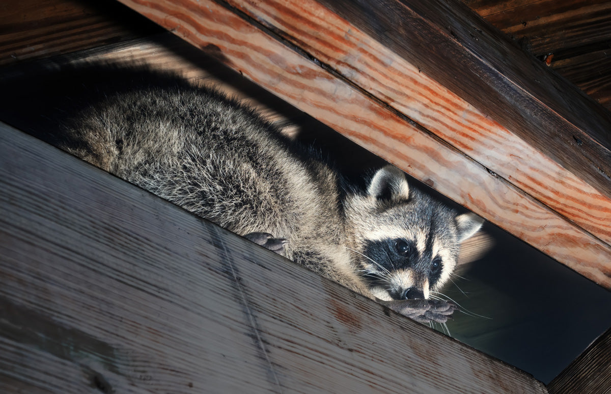 raccoon in the rafters of an attic