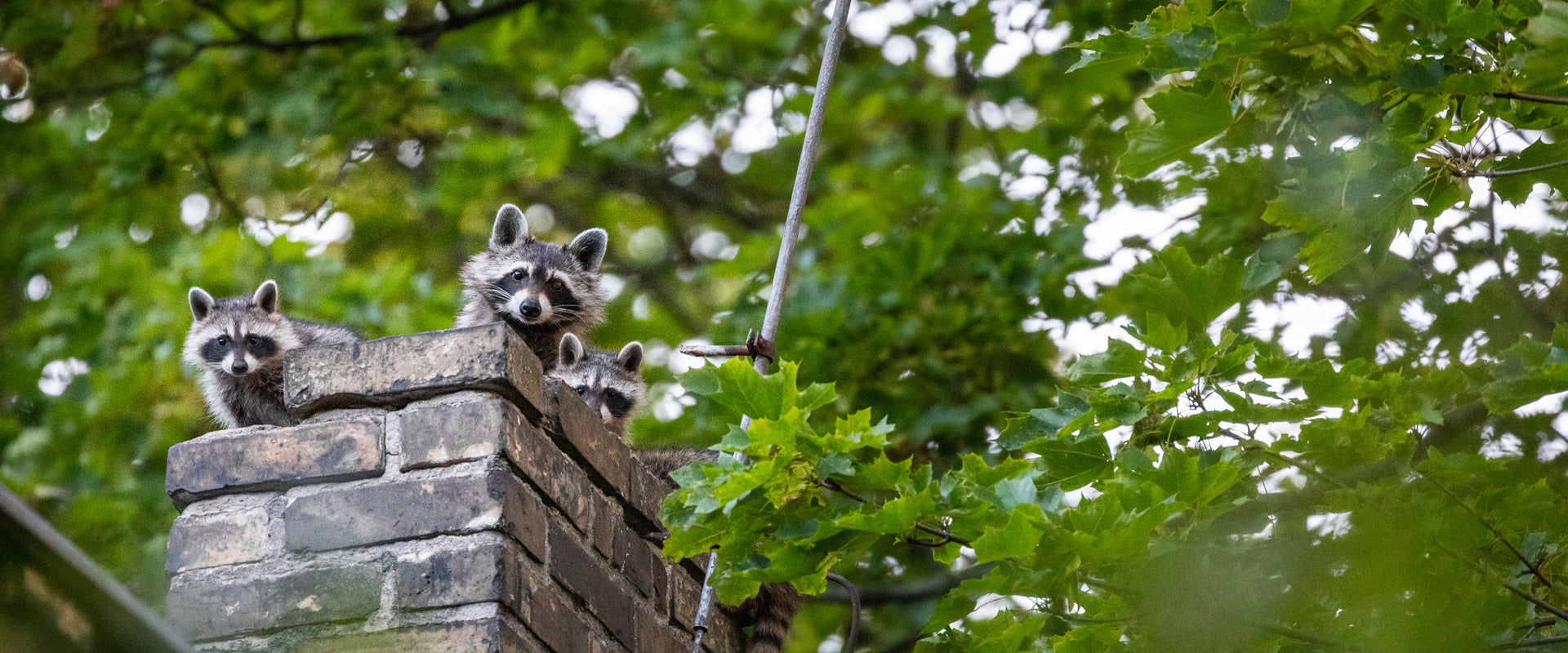 three raccoons on top of a house's chimney
