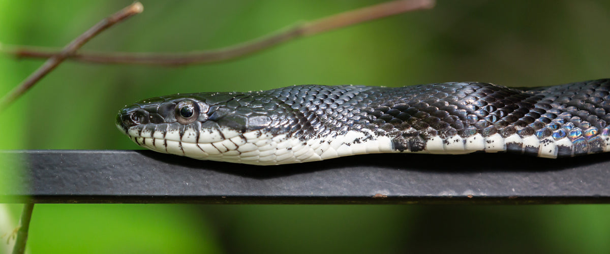 Snake Guards and Stopper - Snake Repellent for Power Lines