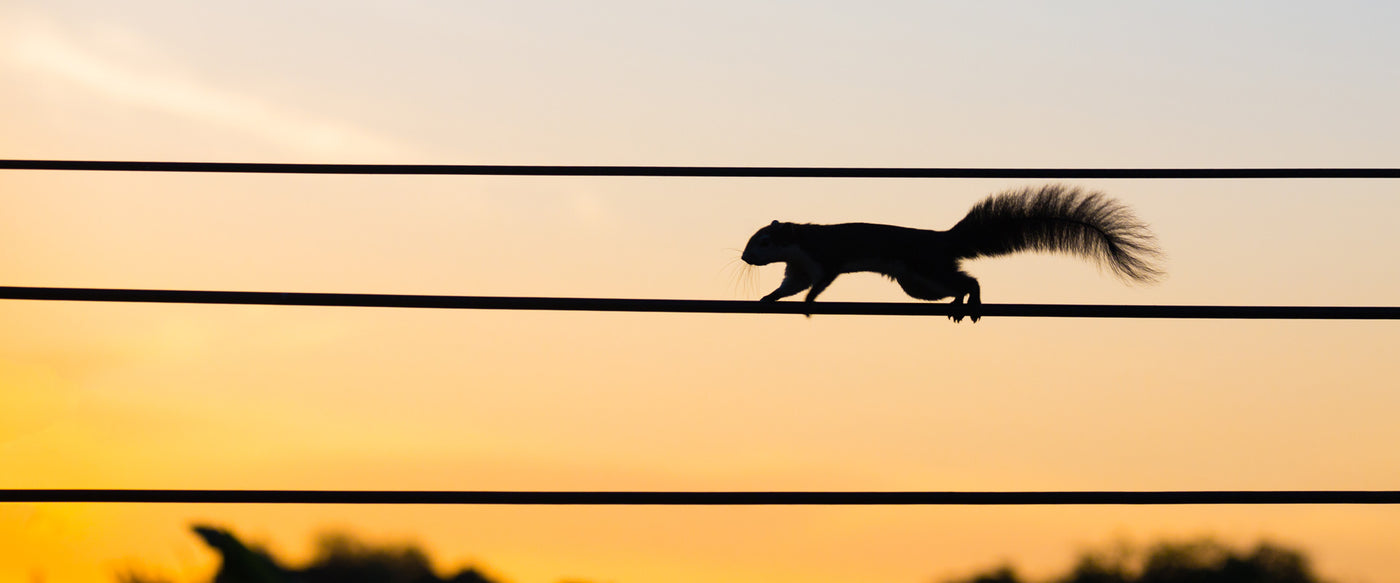 Squirrel Guard Barrier for Power Lines, Poles, and Roofs